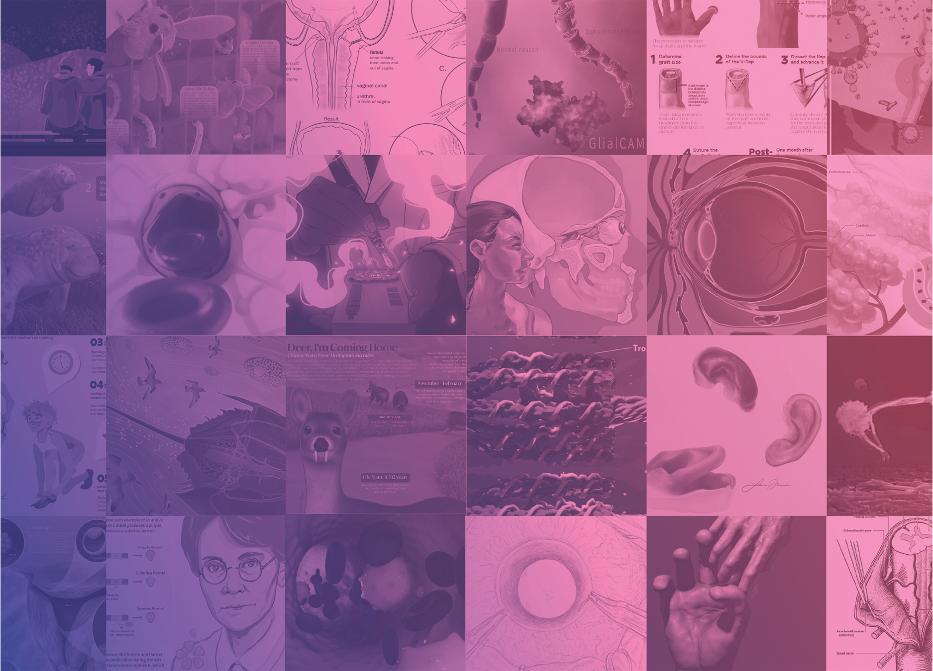 The Next Generation In Biomedical Visualization International Museum