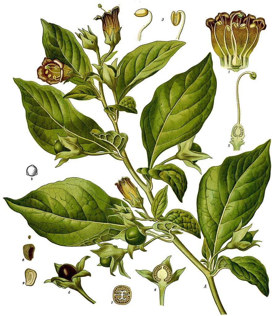 A scientific illustration showing the inside of the Belladonna plant. Wikimedia Commons.  